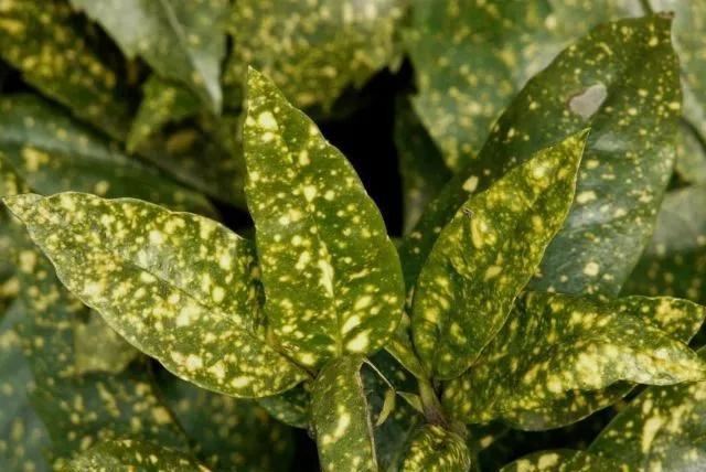 地被植物技巧，掌握了就是一个字“美”