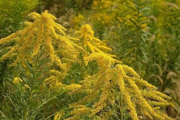 地被植物技巧，掌握了就是一个字“美”