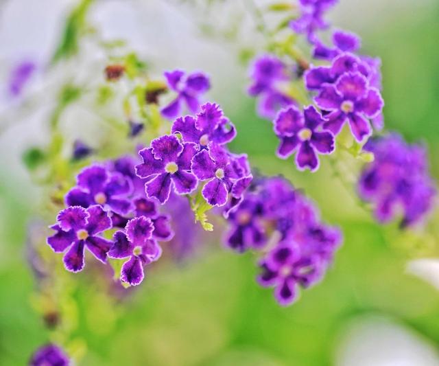 如果你爱吃巧克力，那种盆蕾丝金露花，十分强健，几乎没有病虫害