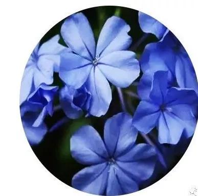 地被植物技巧，掌握了就是一个字“美”