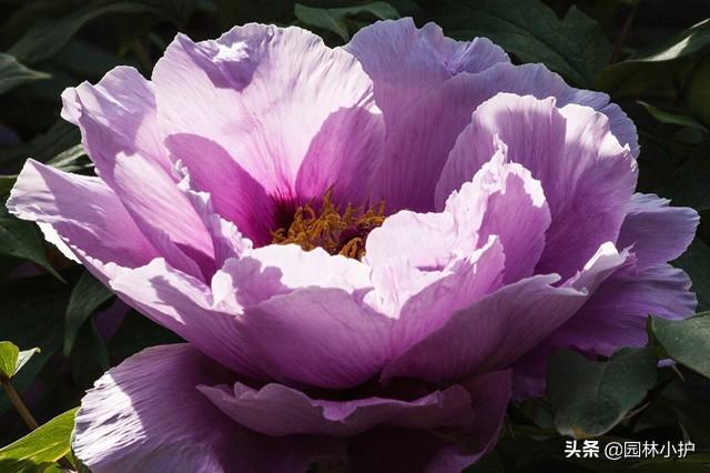 “牡丹”来了，咱国人心中的国色天香