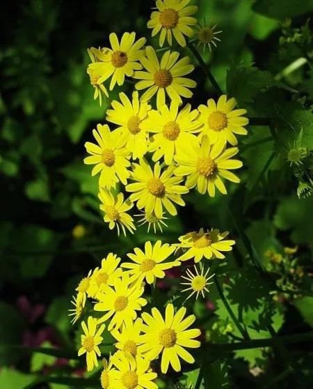 地被植物技巧，掌握了就是一个字“美”