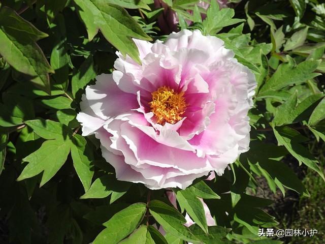 “牡丹”来了，咱国人心中的国色天香