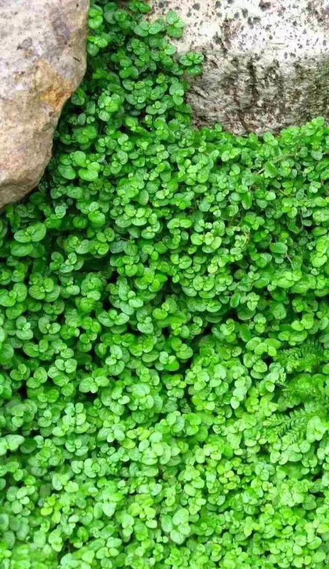 地被植物技巧，掌握了就是一个字“美”