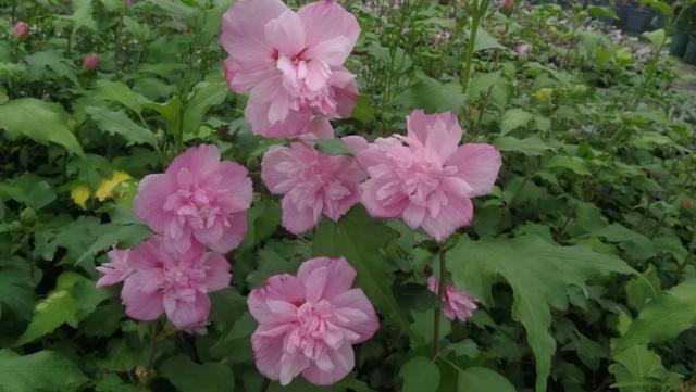 花开如芙蓉似芍药,不怕酷暑严寒,夏秋给你一片灿烂 花开如芙蓉似芍药,不怕酷暑严寒,夏秋给你一片灿烂