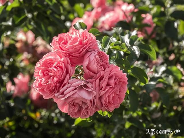 还在羡慕隔壁家的蔷薇花墙？原来秘诀在这