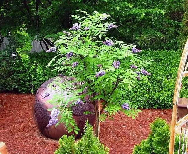 紫藤花要怎么养才能每年开花灿烂，为啥我的只长叶子不开花？