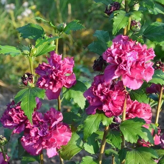 花开如芙蓉似芍药,不怕酷暑严寒,夏秋给你一片灿烂 花开如芙蓉似芍药,不怕酷暑严寒,夏秋给你一片灿烂