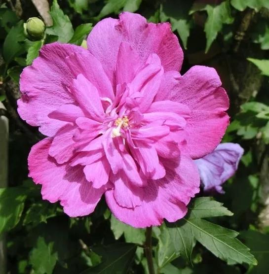 花开如芙蓉似芍药,不怕酷暑严寒,夏秋给你一片灿烂 花开如芙蓉似芍药,不怕酷暑严寒,夏秋给你一片灿烂