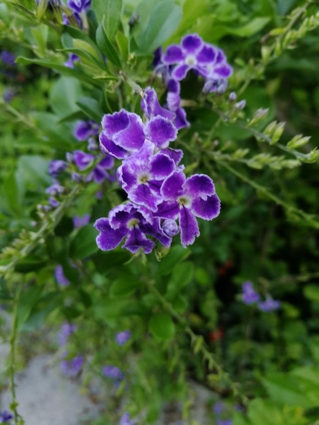 如果你爱吃巧克力，那种盆蕾丝金露花，十分强健，几乎没有病虫害