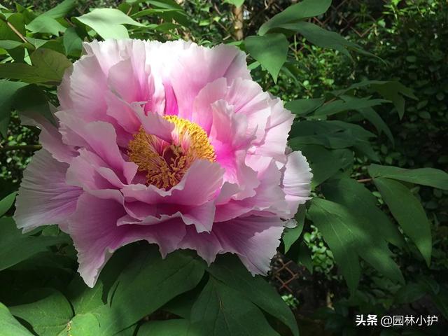 “牡丹”来了，咱国人心中的国色天香