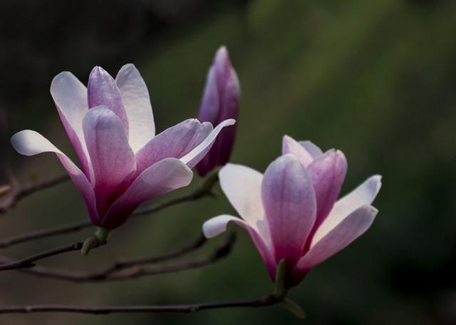 每天认识一种植物（八）：紫玉兰（辛夷）——植以赠佳人