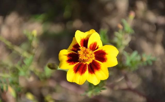   微语两句：海棠恋老枝