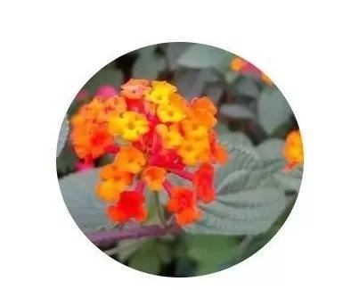 地被植物技巧，掌握了就是一个字“美”