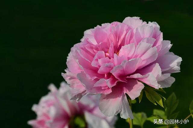 “牡丹”来了，咱国人心中的国色天香