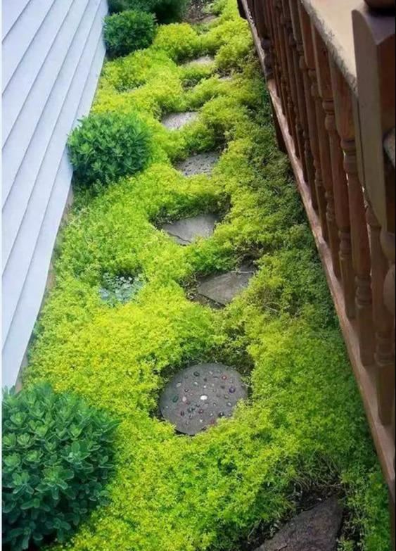 地被植物技巧，掌握了就是一个字“美”