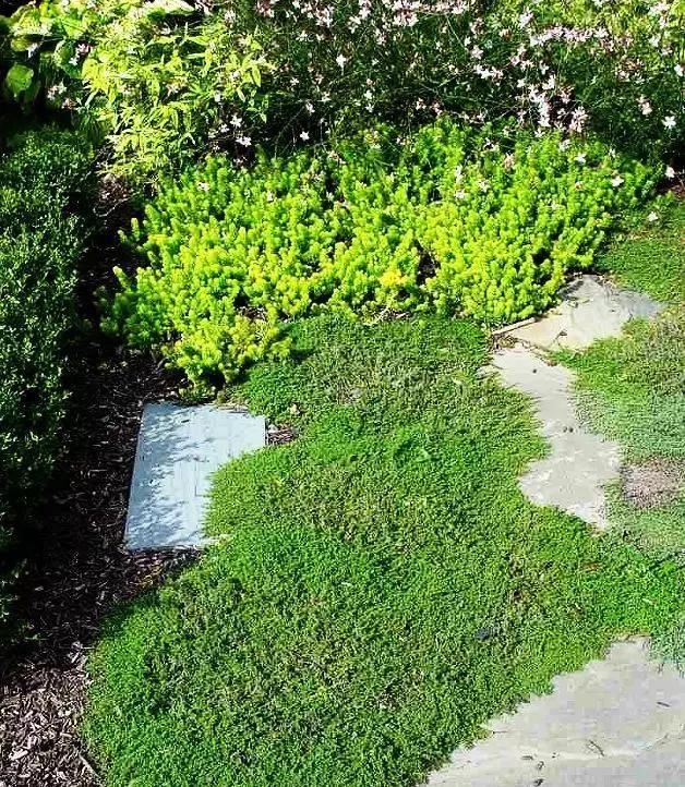 地被植物技巧，掌握了就是一个字“美”