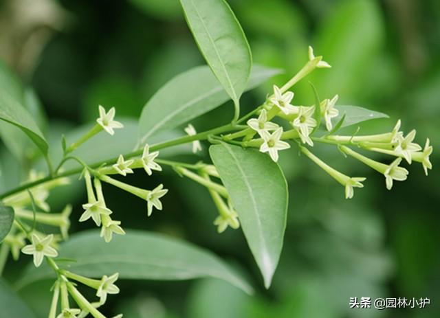 夜来香“有毒”，可为什么有人敢吃它？