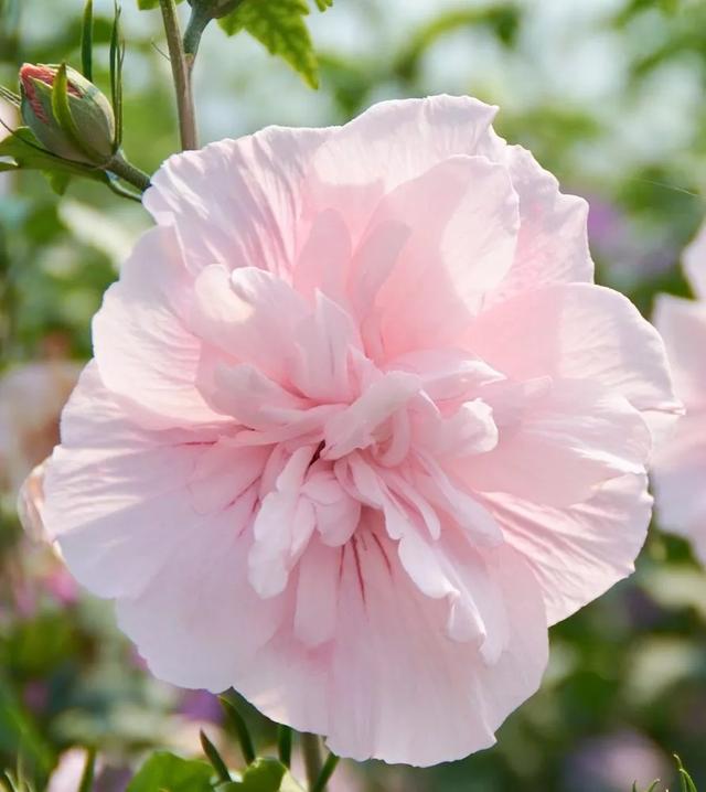 花开如芙蓉似芍药,不怕酷暑严寒,夏秋给你一片灿烂 花开如芙蓉似芍药,不怕酷暑严寒,夏秋给你一片灿烂