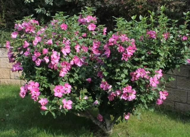 花开如芙蓉似芍药,不怕酷暑严寒,夏秋给你一片灿烂 花开如芙蓉似芍药,不怕酷暑严寒,夏秋给你一片灿烂