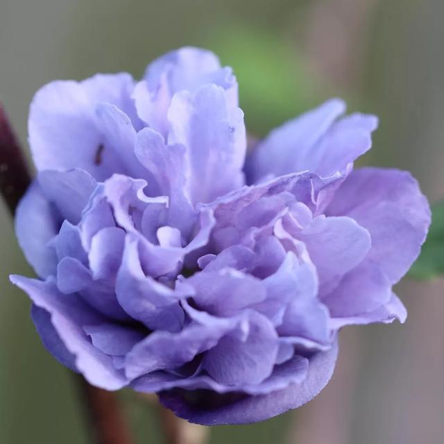 花开如芙蓉似芍药,不怕酷暑严寒,夏秋给你一片灿烂 花开如芙蓉似芍药,不怕酷暑严寒,夏秋给你一片灿烂