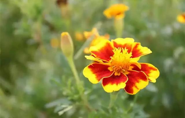   微语两句：海棠恋老枝