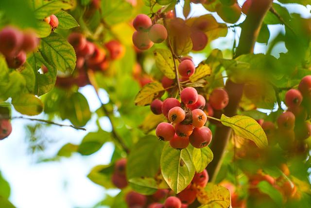 常见花木——海棠