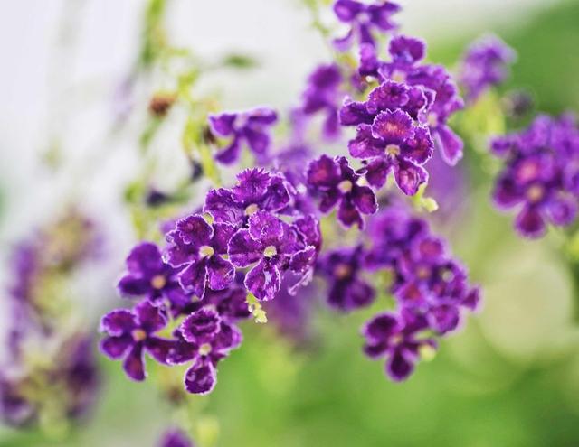 如果你爱吃巧克力，那种盆蕾丝金露花，十分强健，几乎没有病虫害