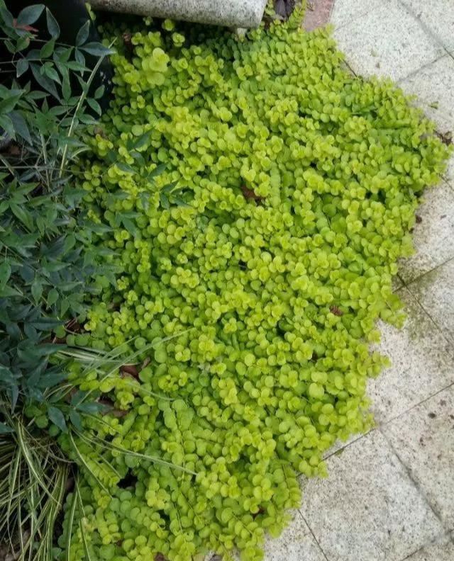 地被植物技巧，掌握了就是一个字“美”