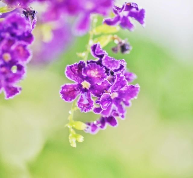 如果你爱吃巧克力，那种盆蕾丝金露花，十分强健，几乎没有病虫害