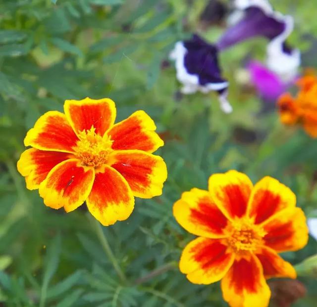   微语两句：海棠恋老枝