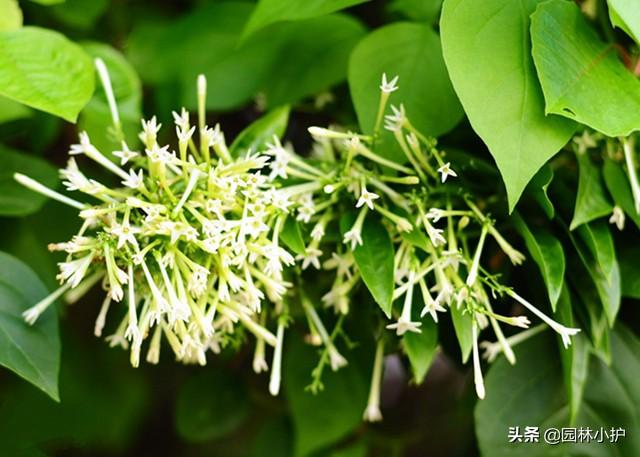 夜来香“有毒”，可为什么有人敢吃它？