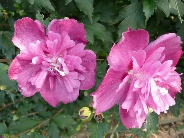 花开如芙蓉似芍药,不怕酷暑严寒,夏秋给你一片灿烂 花开如芙蓉似芍药,不怕酷暑严寒,夏秋给你一片灿烂