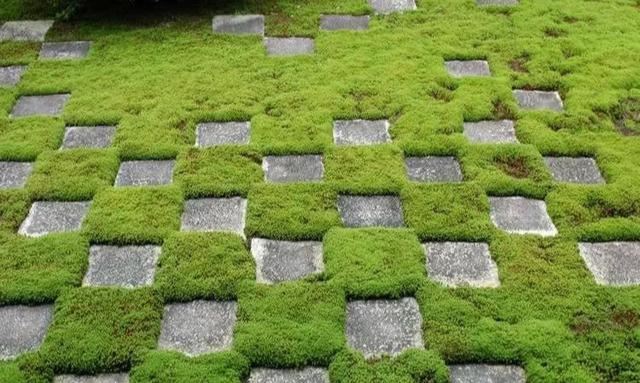 地被植物技巧，掌握了就是一个字“美”