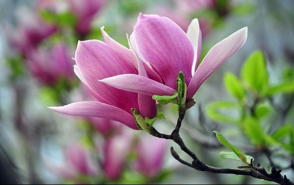 每天认识一种植物（八）：紫玉兰（辛夷）——植以赠佳人