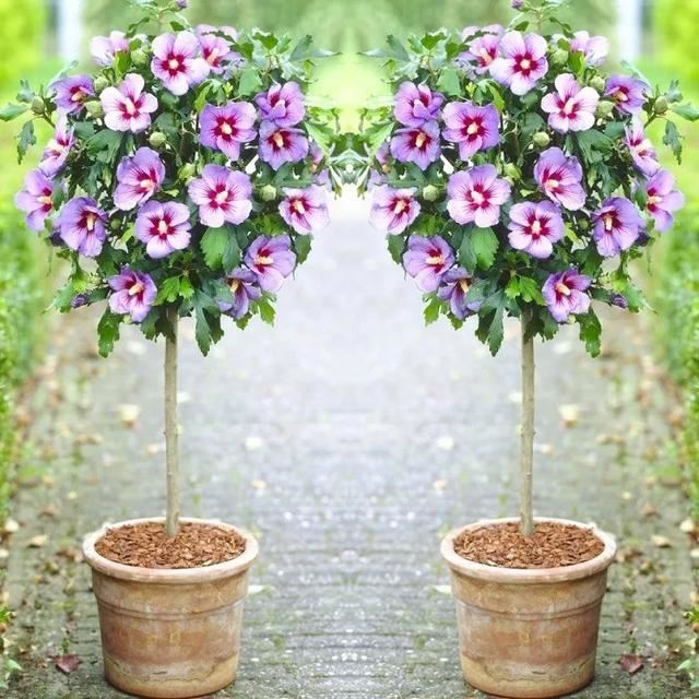 花开如芙蓉似芍药,不怕酷暑严寒,夏秋给你一片灿烂 花开如芙蓉似芍药,不怕酷暑严寒,夏秋给你一片灿烂