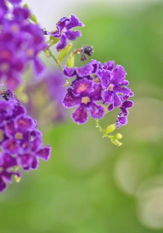 如果你爱吃巧克力，那种盆蕾丝金露花，十分强健，几乎没有病虫害