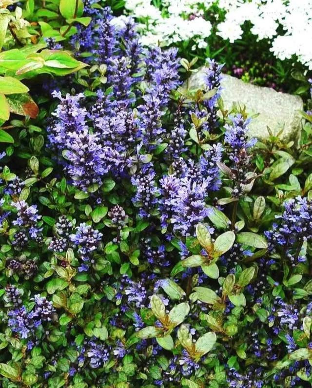地被植物技巧，掌握了就是一个字“美”