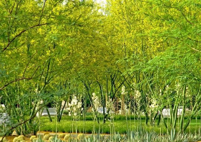 地被植物技巧，掌握了就是一个字“美”