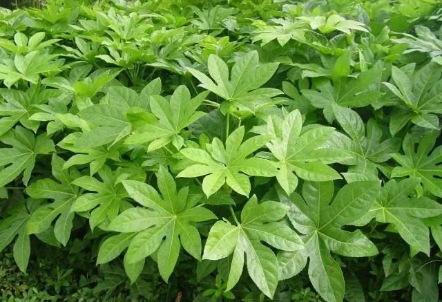 地被植物技巧，掌握了就是一个字“美”