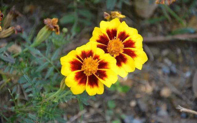   微语两句：海棠恋老枝