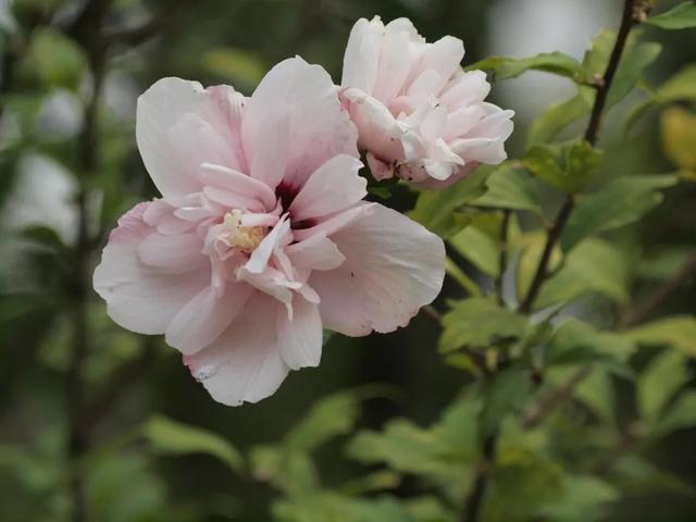 花开如芙蓉似芍药,不怕酷暑严寒,夏秋给你一片灿烂 花开如芙蓉似芍药,不怕酷暑严寒,夏秋给你一片灿烂