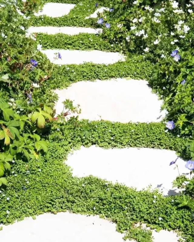 地被植物技巧，掌握了就是一个字“美”