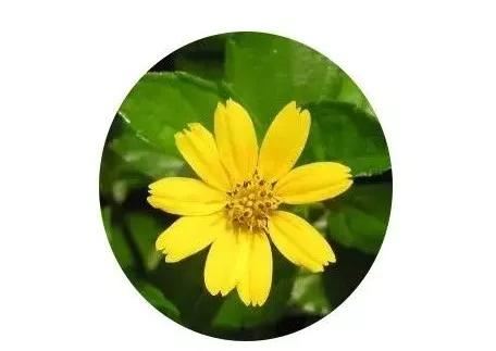 地被植物技巧，掌握了就是一个字“美”