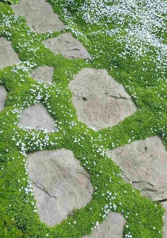 地被植物技巧，掌握了就是一个字“美”