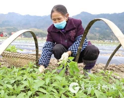 战“疫”不松 春耕不误——三都大地播下希望的种子 战“疫”不松 春耕不误——三都大地播下希望的种子
