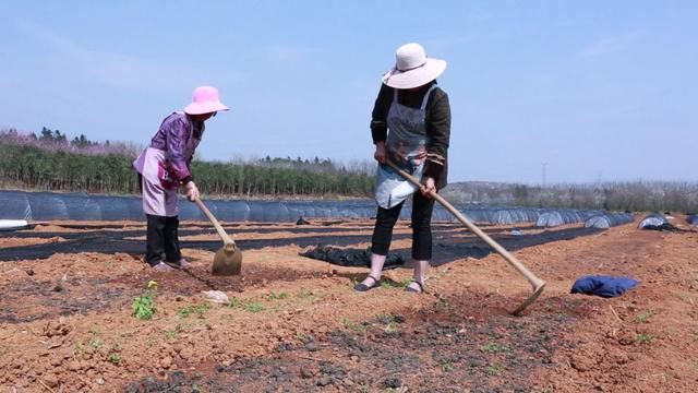 普安县青山镇：3000亩辣椒基地抢抓农时播种忙