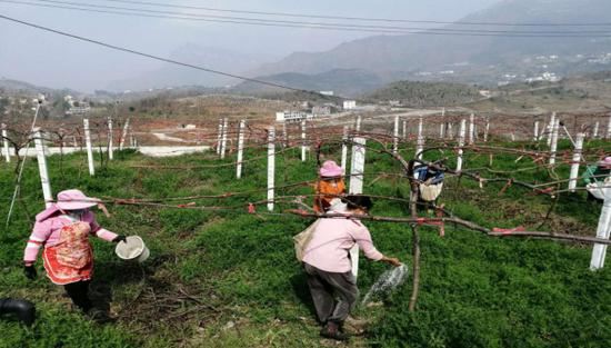 阿戛镇：林下种植助生产，增产增收增信心