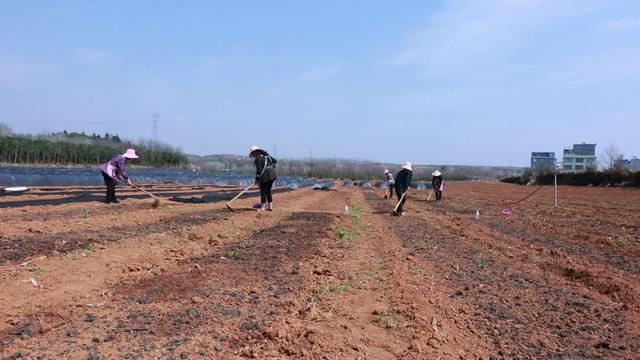 普安县青山镇：3000亩辣椒基地抢抓农时播种忙