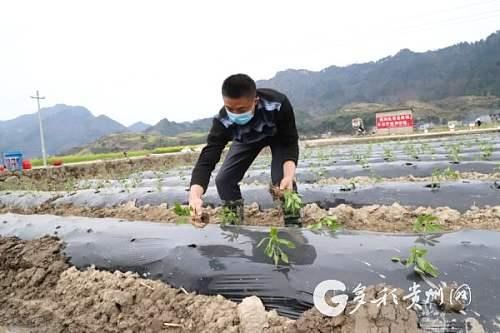 战“疫”不松 春耕不误——三都大地播下希望的种子 战“疫”不松 春耕不误——三都大地播下希望的种子